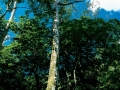 Floresta2.jpg